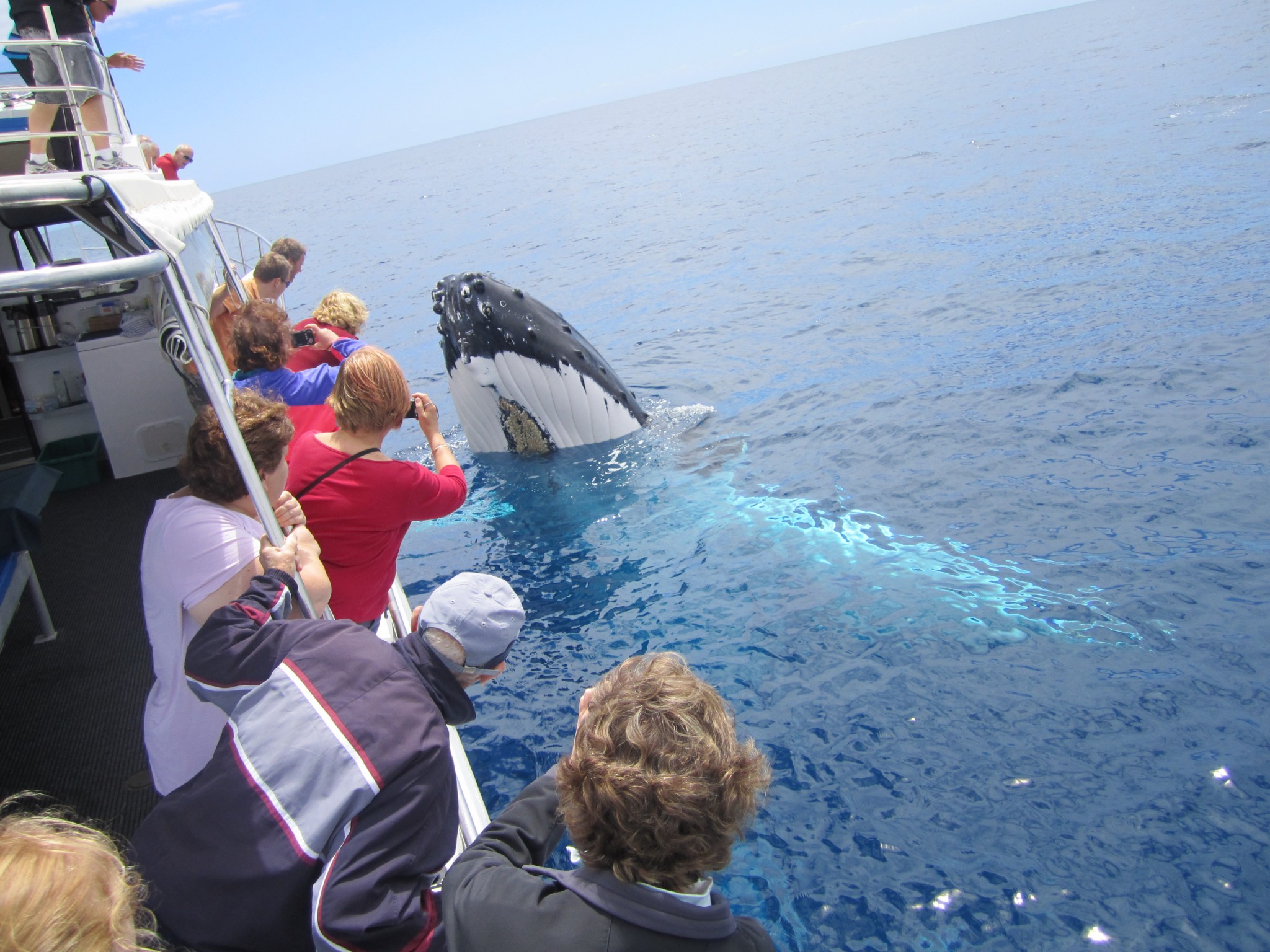 Making Most of Whale Watching Tours