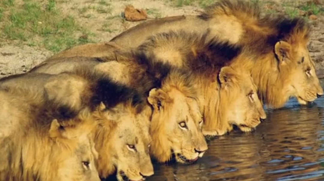 Mapogos – History of the Sabi Sand Lions
