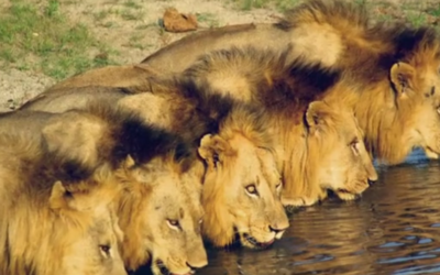 Mapogos – History of the Sabi Sand Lions