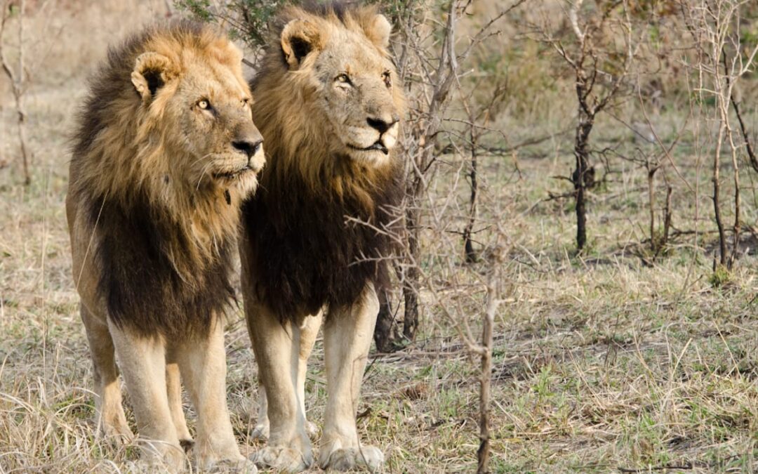 The Mapogo Lions and Their Unique Hunting Strategies