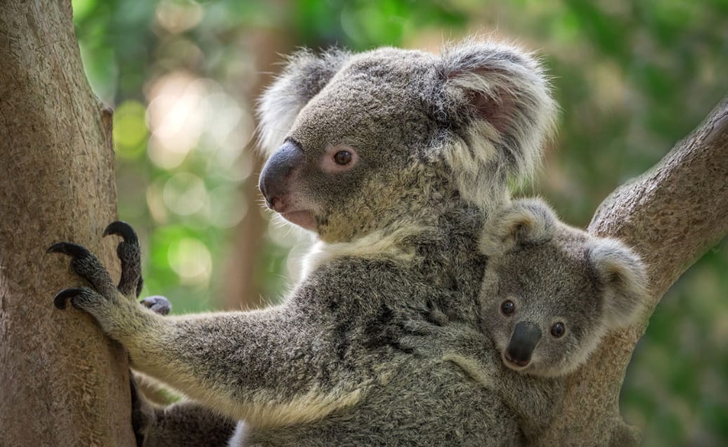 Unique Koala Experience