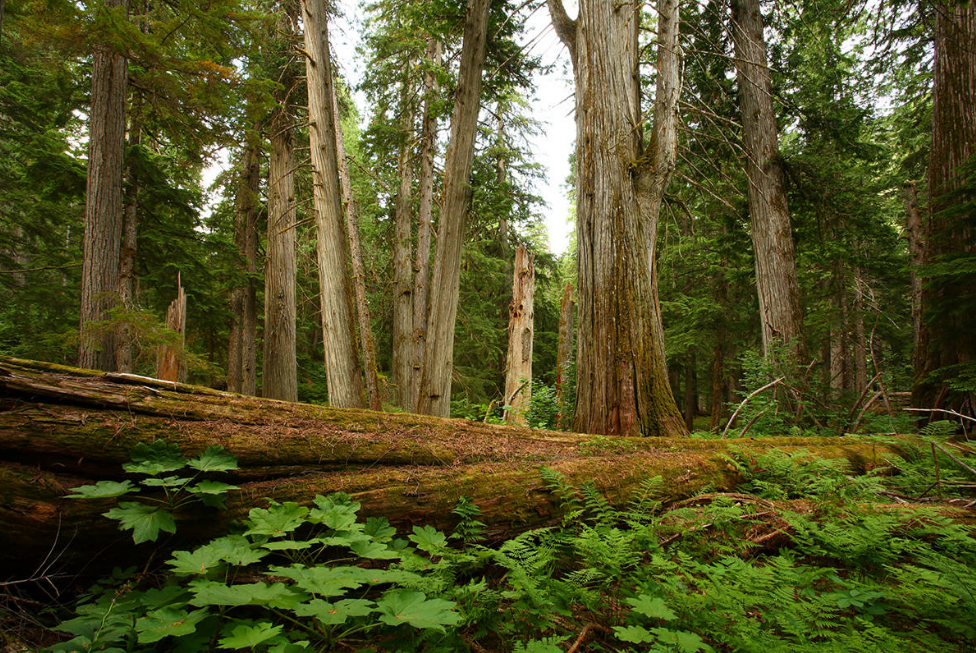 West Coast forests